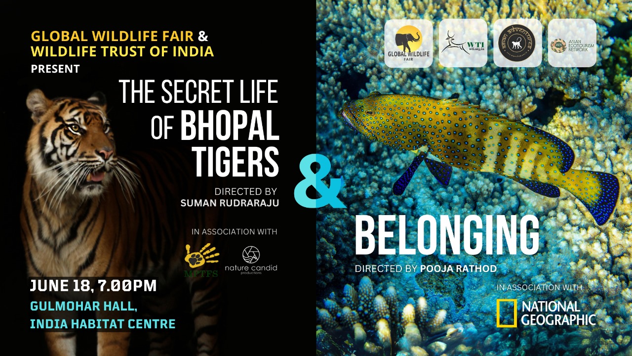 The Secret Life of Bhopal Tigers