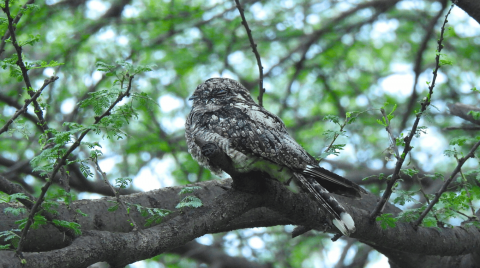 indian nightjar in jhalana leopard safari park