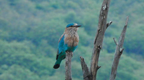 indian roller in jhalana park