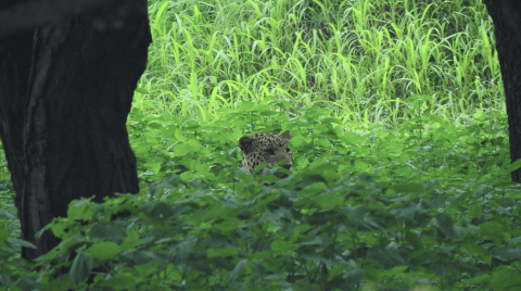 jhalana leopard safari park tours