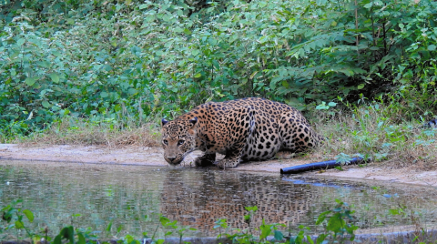 jhalana leopard safari park