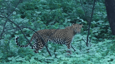 leopard in jhalana