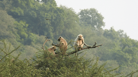 wildlife tour in jhalana