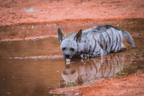 A striped Hyena at Jhalana Forest Reserve