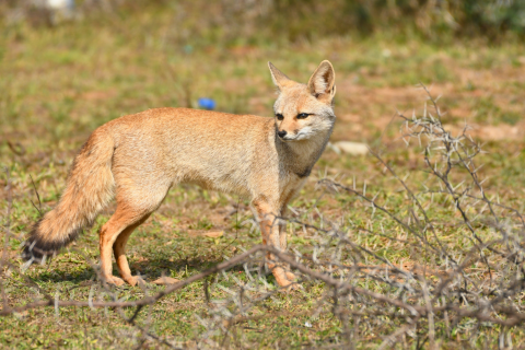 Bengal Fox at Ranthambore National Park