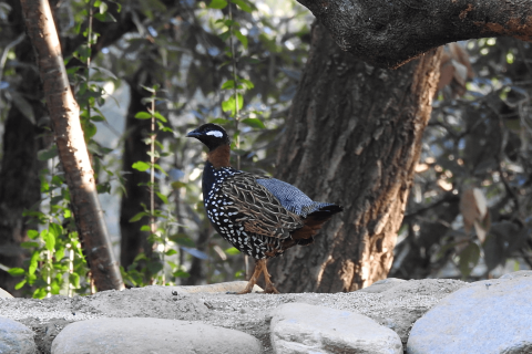 Black francolin