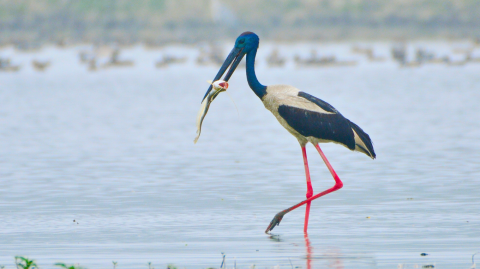 Black-necked stork