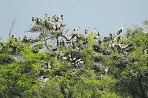 Colony of  storks at Bharatpur