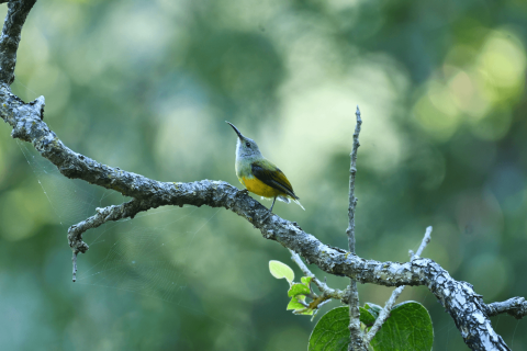 Fire-tailed sunbird