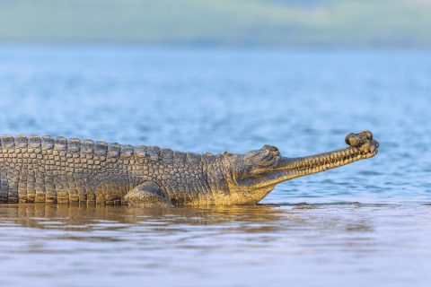 Ganges Gharial - Chambal river, Dhaulpur, India