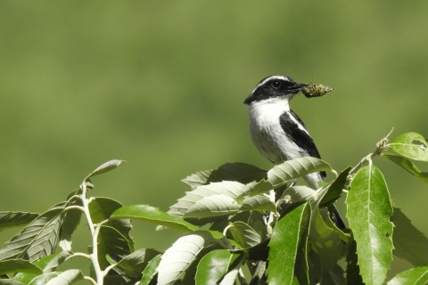 Grey Bushchat