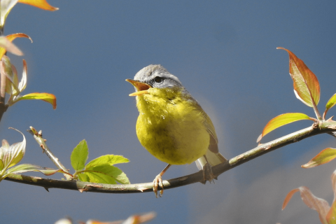 Grey-hooded warbler