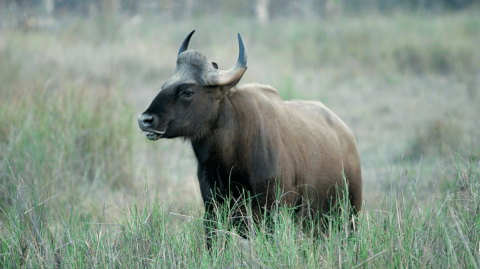 Indian Bison