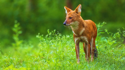 Indian Dhole