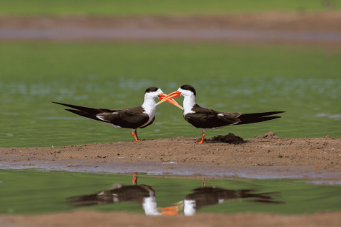 Indian Skimmer at Chambal River, Rajasthan, India