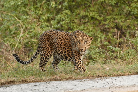 Leopard in Jhalana