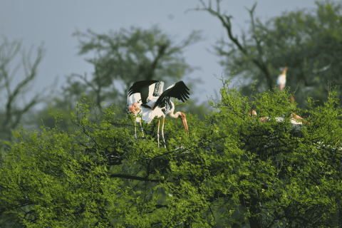 Painted stork at Bharatpur