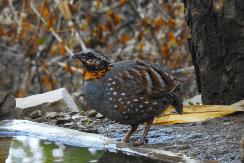 Rufous-throated partridge