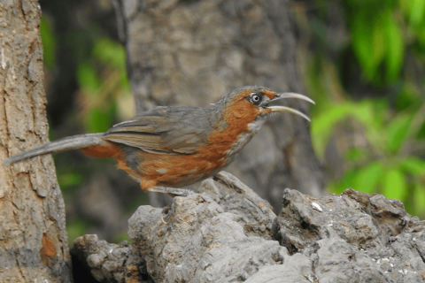 Rusty-cheeked scimitar babbler