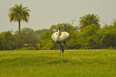 Sarus Crane at Bharatpur