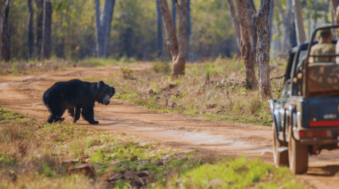 Sloth Bear