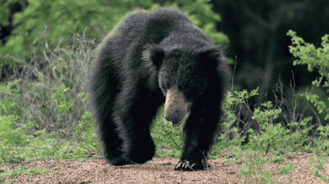 Sloth Bear