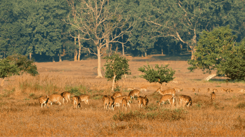 Spotted deer