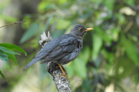 Tickell's Thrush