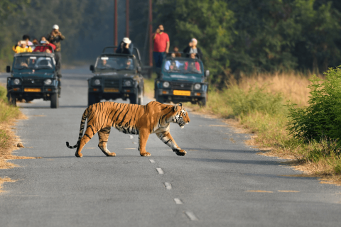 Tiger In Corbett Park