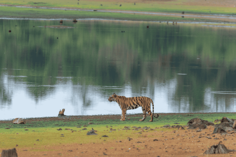 Tiger In Ranthambore National Park