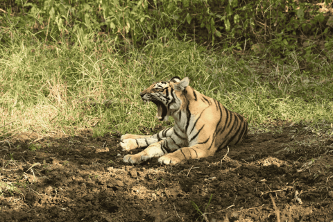 Ranthambore Tiger 