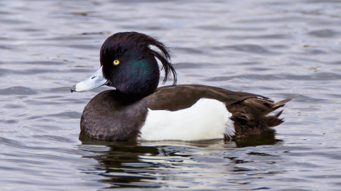 Tufted Duck