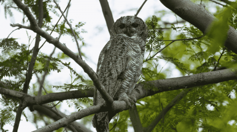 Mottled wood owl