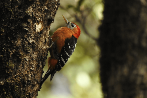 rufous bellied Woodpecker