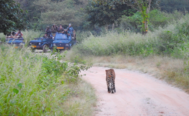 Jhalana Leopard Safari 