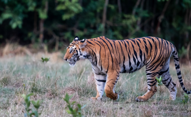 Bandhavgarh National Park Safari Tour