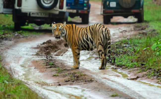 Tiger Tour of Tadoba National Park