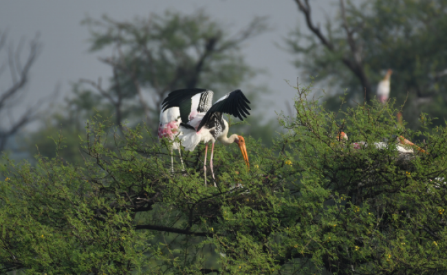 Birding Tour of Bharatpur