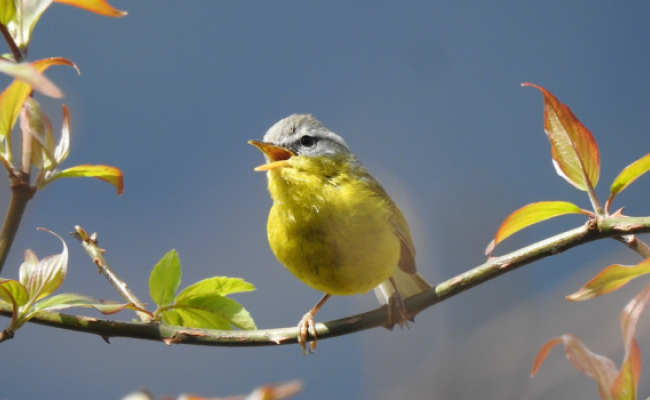 Himalayan Birding and Wildlife Tour