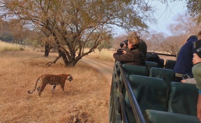 Ranthambore National Park Tour