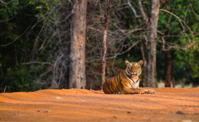 Tiger Tour of Central India