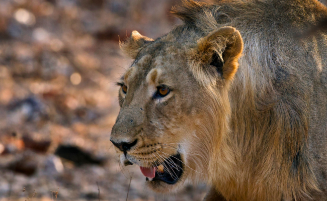 Asiatic Lion and Wild Ass Watching Tour to Gujarat