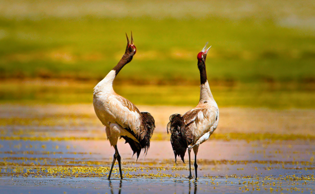 Ladakh Birding Tour