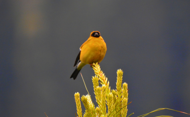 Kashmir Birding Tour