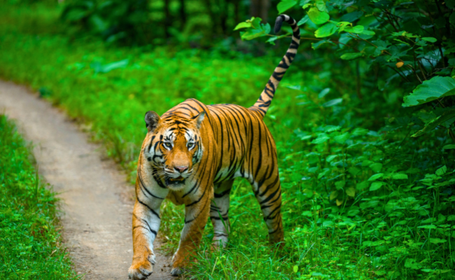 Photographing Tigers in Pench National Park